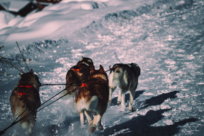 Dogs on snow covered land