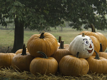 Pumpkin in germany