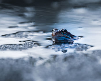 Close-up of turtle swimming in sea