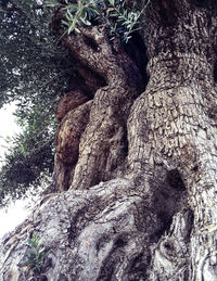 Low angle view of trees