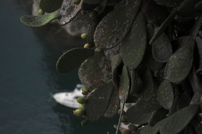 Close-up of water drops on leaf