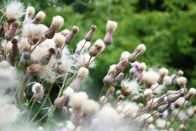 Purple flowering of marsh thistle 'cirsium palustre' in a meadow near river in poland.