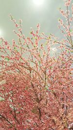 Low angle view of flower tree against sky