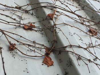 Close-up of dry leaves covered with snow