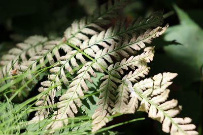 Close-up of fern