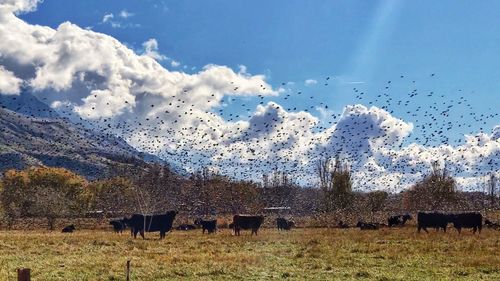 Flock of birds flying against sky