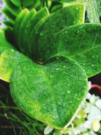 Close-up of wet plant