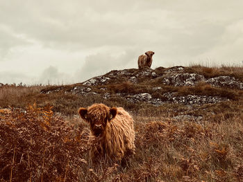 Highland cow