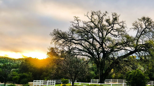 Trees against sky during sunset