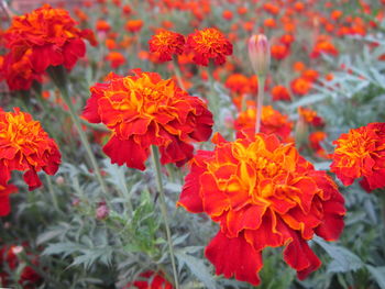 Close-up of red flowers