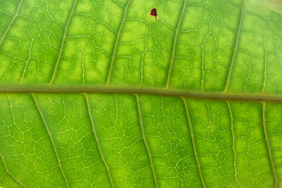 Full frame shot of green leaves