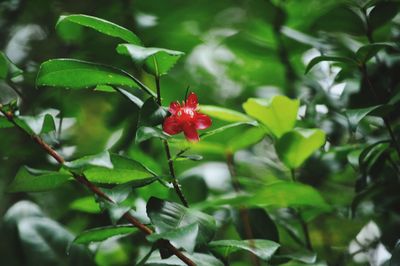 Close-up of red flowers blooming outdoors