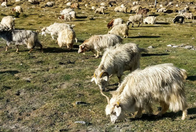 Sheep grazing in a field