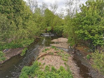 Plants growing by river in forest