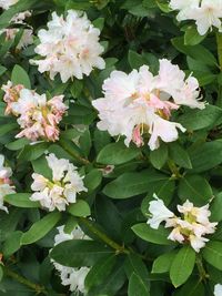 Close-up of flowers blooming on plant