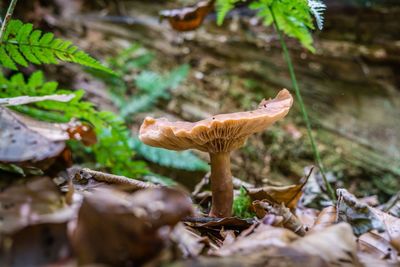 Close-up of mushroom growing on field