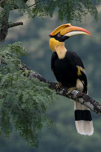 Close-up of bird perching on tree