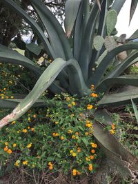 High angle view of flowering plant on field