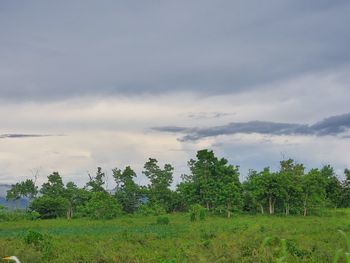 Trees on field against sky