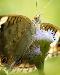 Close-up of butterfly pollinating on purple flower