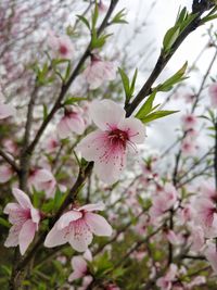 Close-up of pink flowers