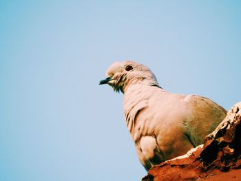 Low angle view of birds perched on blue sky