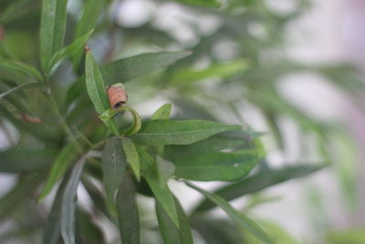Close-up of insect on leaf
