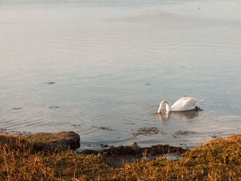 High angle view of swans swimming in lake