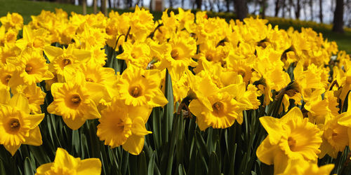 Close-up of yellow flowers blooming in field