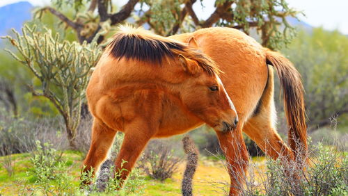 View of a horse on field