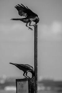 Close-up of bird perching on shore against sky