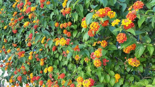 Close-up of orange flowering plants