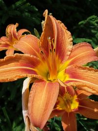 Close-up of orange lily blooming outdoors