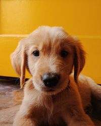 Close-up portrait of puppy