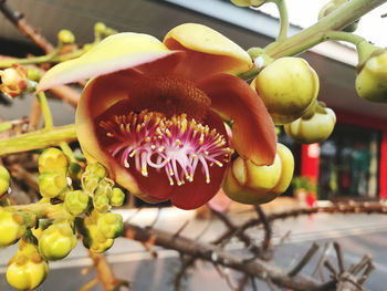 Close-up of red chili peppers on plant