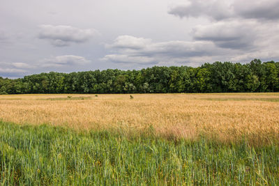 Scenic view of field against sky