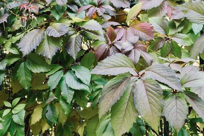 Close-up of green leaves on plant