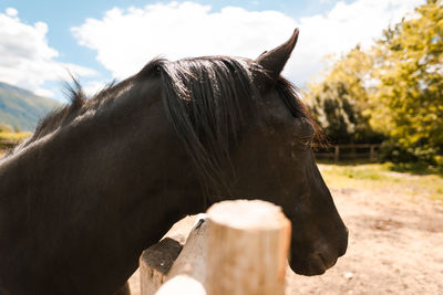 Close-up of a horse in the field