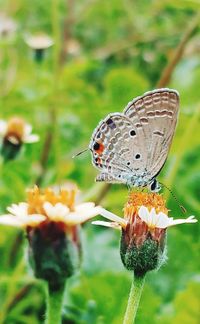Close-up of butterfly pollinating on flower
