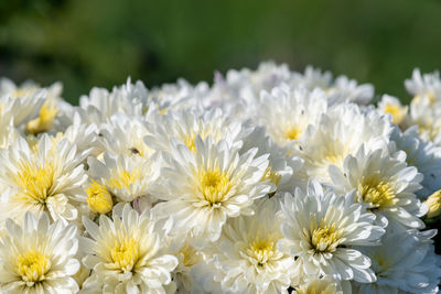 Close up of white chrysanthemums in bloom in the garden.