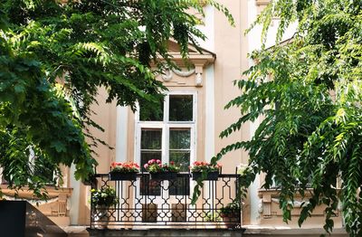 Potted plants on balcony of building