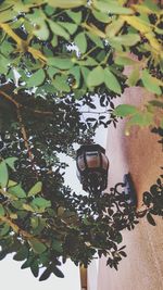 Low angle view of plants hanging from tree