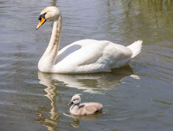 Swan floating on lake with baby cygnet