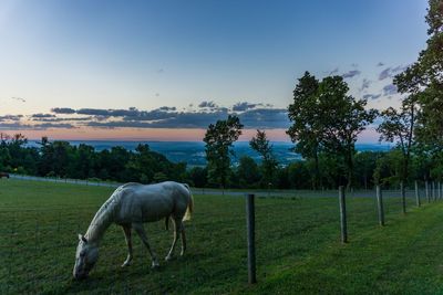 Horse grazing on grassy field against blue sky