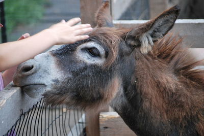 Close-up of a horse