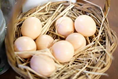 High angle view of eggs in nest