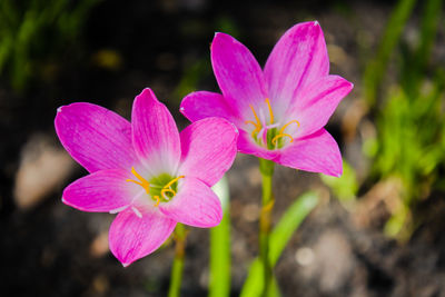 Close-up of pink flower