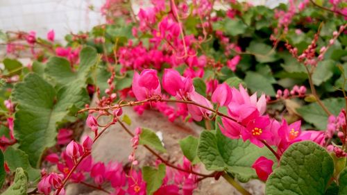 Close-up of pink flowers blooming on tree