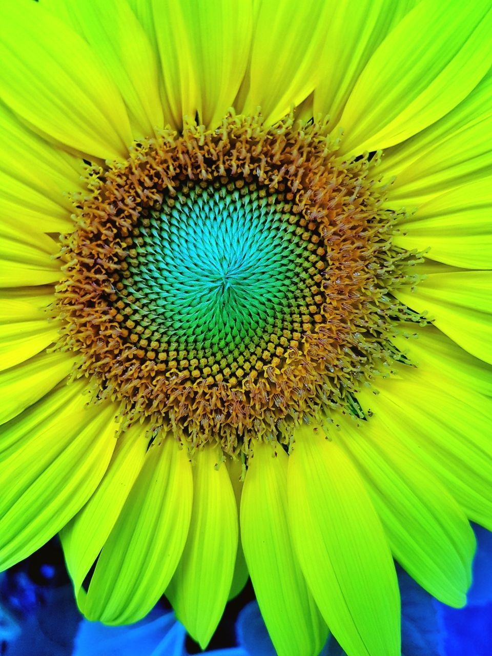 CLOSE-UP OF SUNFLOWER ON GREEN PLANT