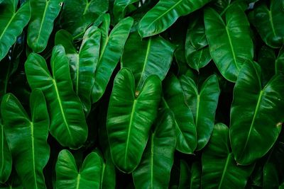 Full frame shot of leaves